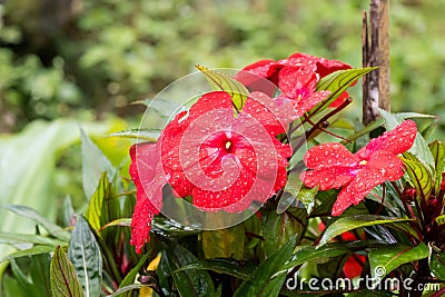 Closeup wet reddish pink Impatiens flower growing at Fraserâ€™s Stock Photo